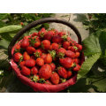 IQF Einfrieren Organische Erdbeere HS-16090909